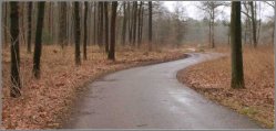 Graven gevonden in bos Westerbork